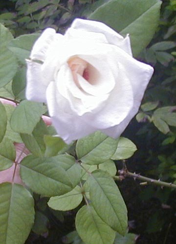 ●健気に咲き続ける白薔薇VIRGO、その9_d0053294_00185224.jpg