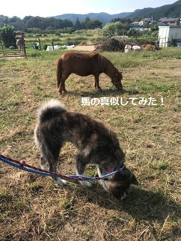 曼珠沙華まつりと川遊び♪_f0242002_10064359.jpg