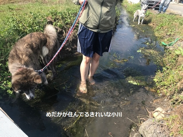 曼珠沙華まつりと川遊び♪_f0242002_10065256.jpg