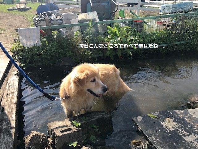 曼珠沙華まつりと川遊び♪_f0242002_10452211.jpg