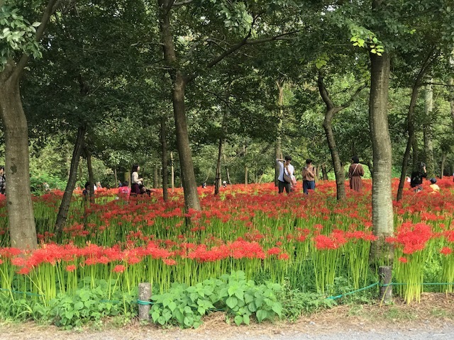曼珠沙華まつりと川遊び♪_f0242002_10565251.jpg
