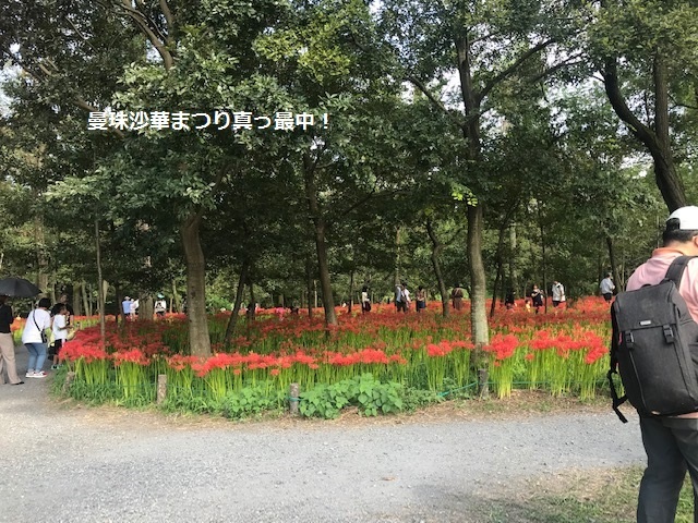 曼珠沙華まつりと川遊び♪_f0242002_10565666.jpg