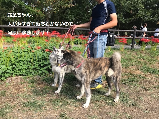 曼珠沙華まつりと川遊び♪_f0242002_11065949.jpg