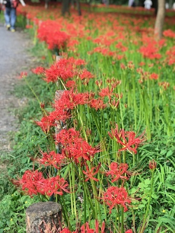 曼珠沙華まつりと川遊び♪_f0242002_11071621.jpg