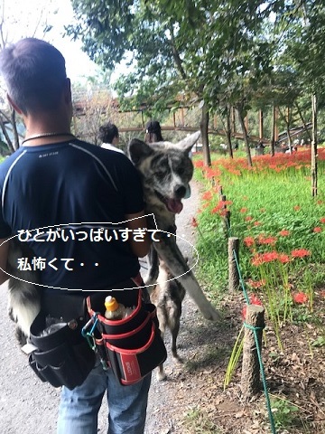曼珠沙華まつりと川遊び♪_f0242002_11072118.jpg