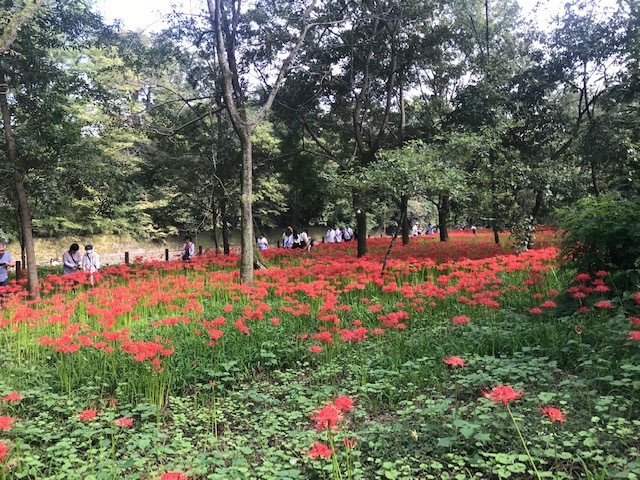 曼珠沙華まつりと川遊び♪_f0242002_11072554.jpg