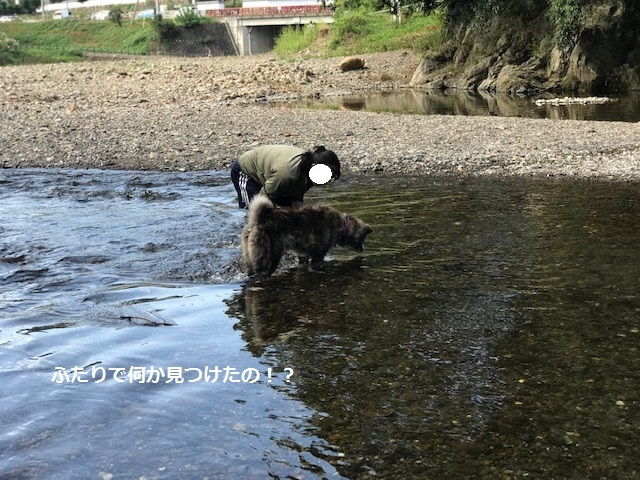 曼珠沙華まつりと川遊び♪_f0242002_11114323.jpg