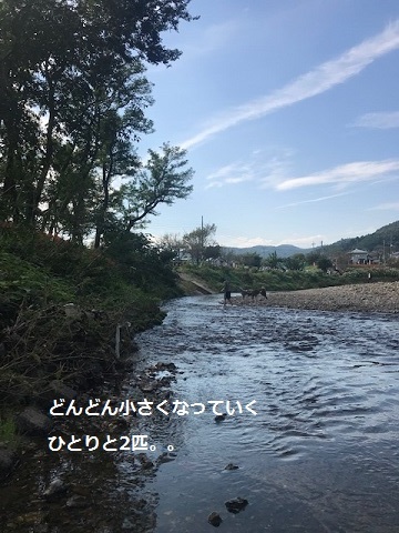 曼珠沙華まつりと川遊び♪_f0242002_11120217.jpg
