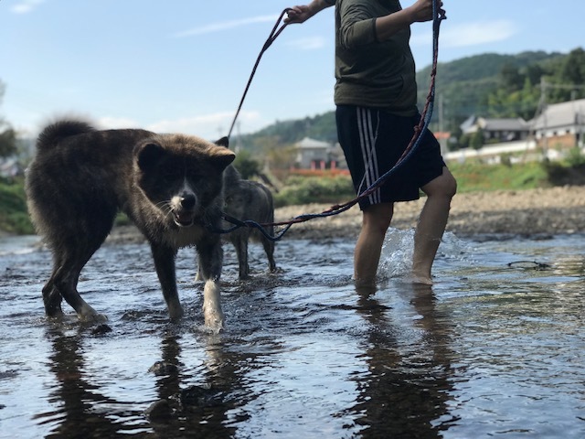 曼珠沙華まつりと川遊び♪_f0242002_11322473.jpg