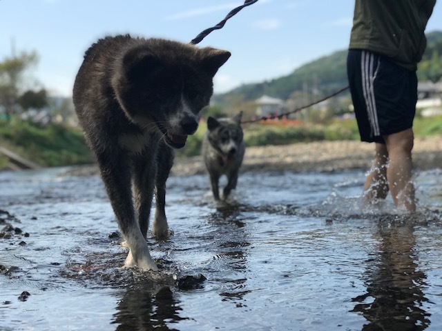 曼珠沙華まつりと川遊び♪_f0242002_11322963.jpg