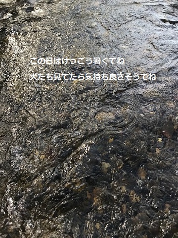 曼珠沙華まつりと川遊び♪_f0242002_11364645.jpg
