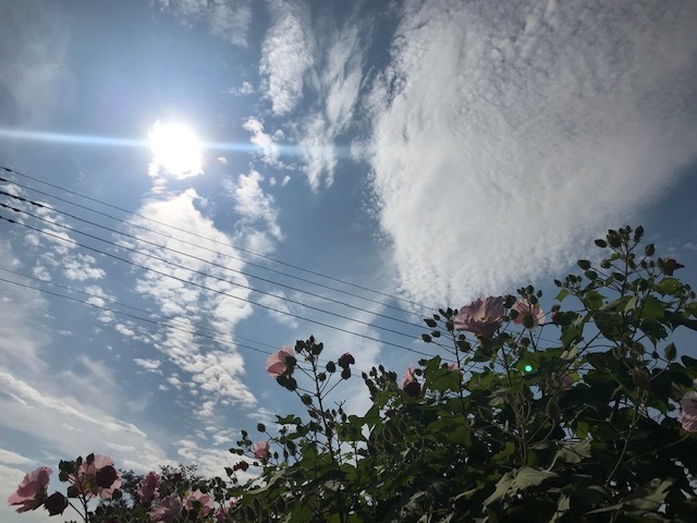 曼珠沙華まつりと川遊び♪_f0242002_11401466.jpg