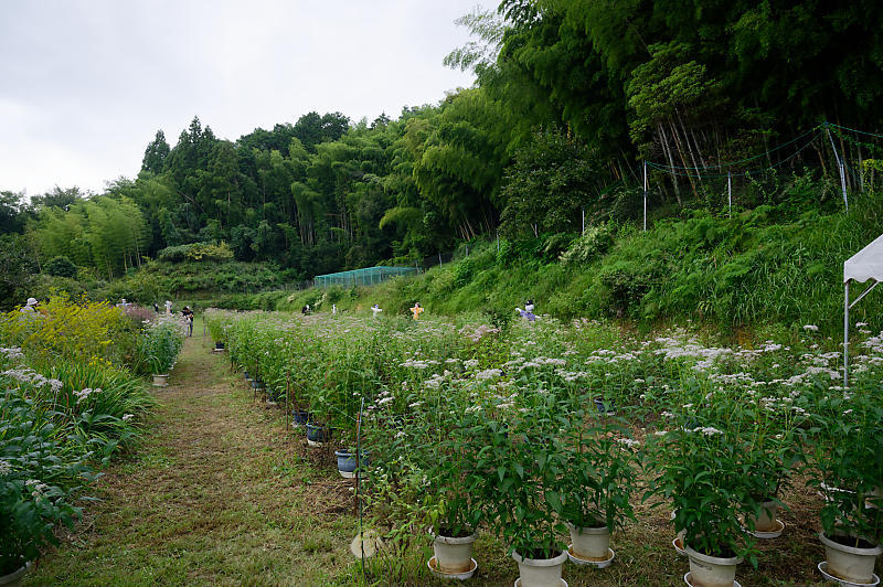 なんやかんや大原野 藤袴鑑賞会_f0032011_19264396.jpg