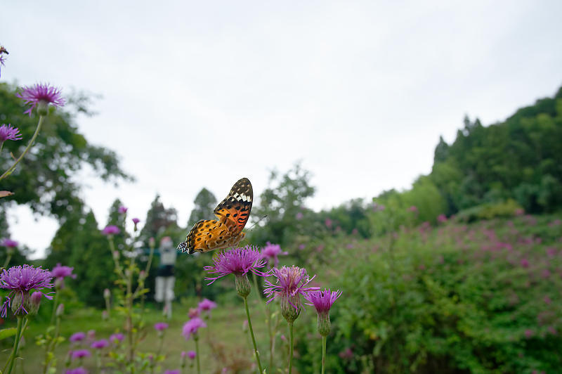 なんやかんや大原野 藤袴鑑賞会_f0032011_19345935.jpg