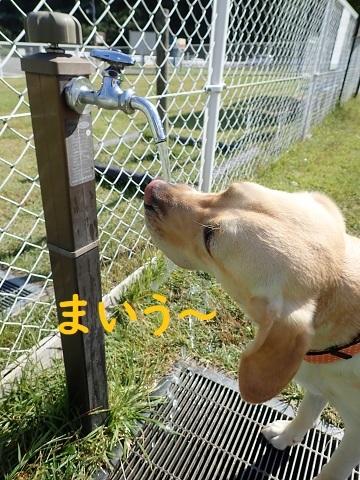 やっぱりお友達と走りたい。_c0182012_13444120.jpg