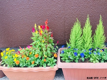 季節の花の苗_e0145332_13472280.jpg