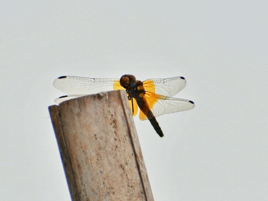 f0340732_23355632.jpg