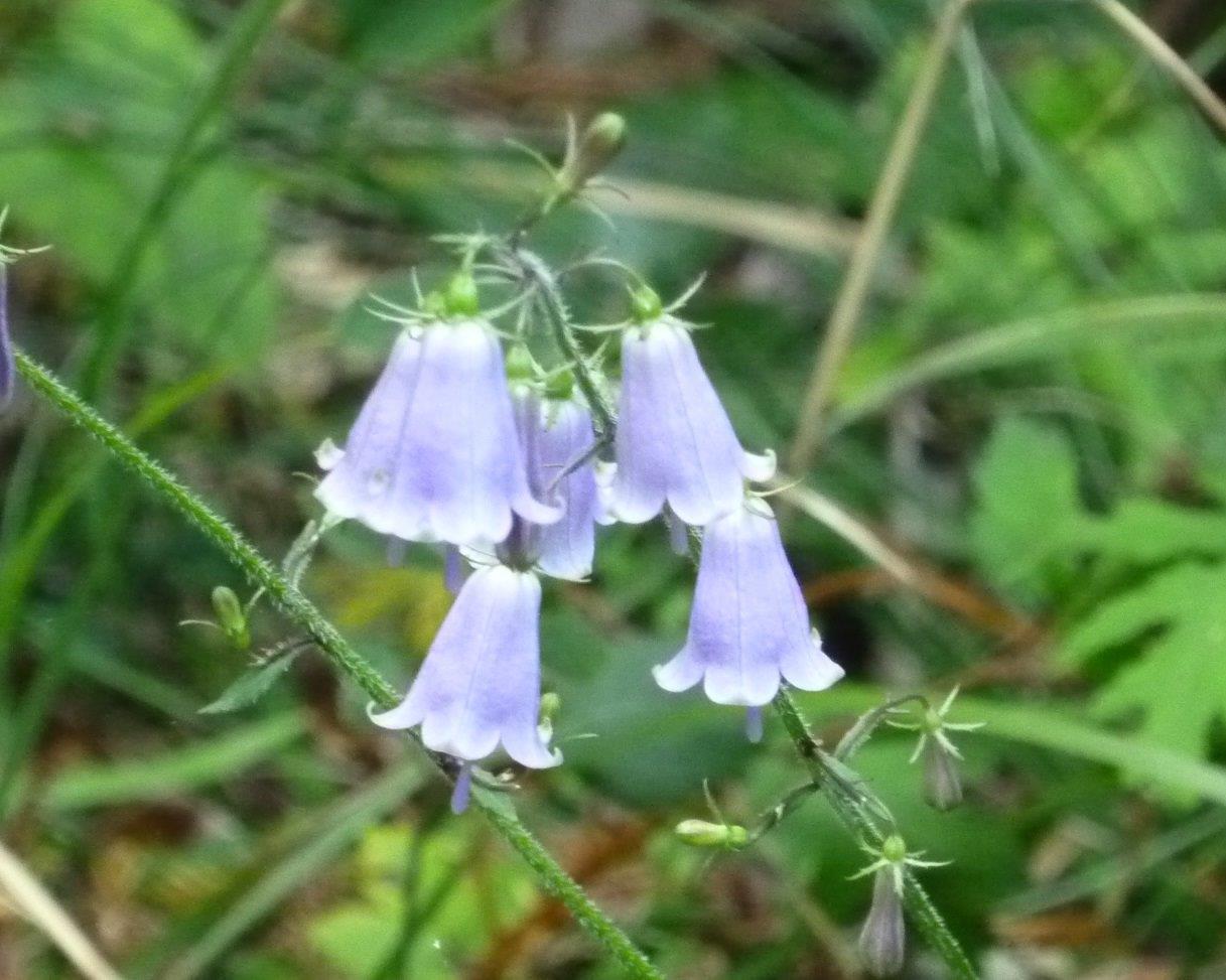 9/26 （木） 高尾山 秋の花_b0298935_09283953.jpg