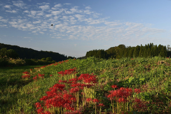 彼岸花(1)_c0093046_17351591.jpg