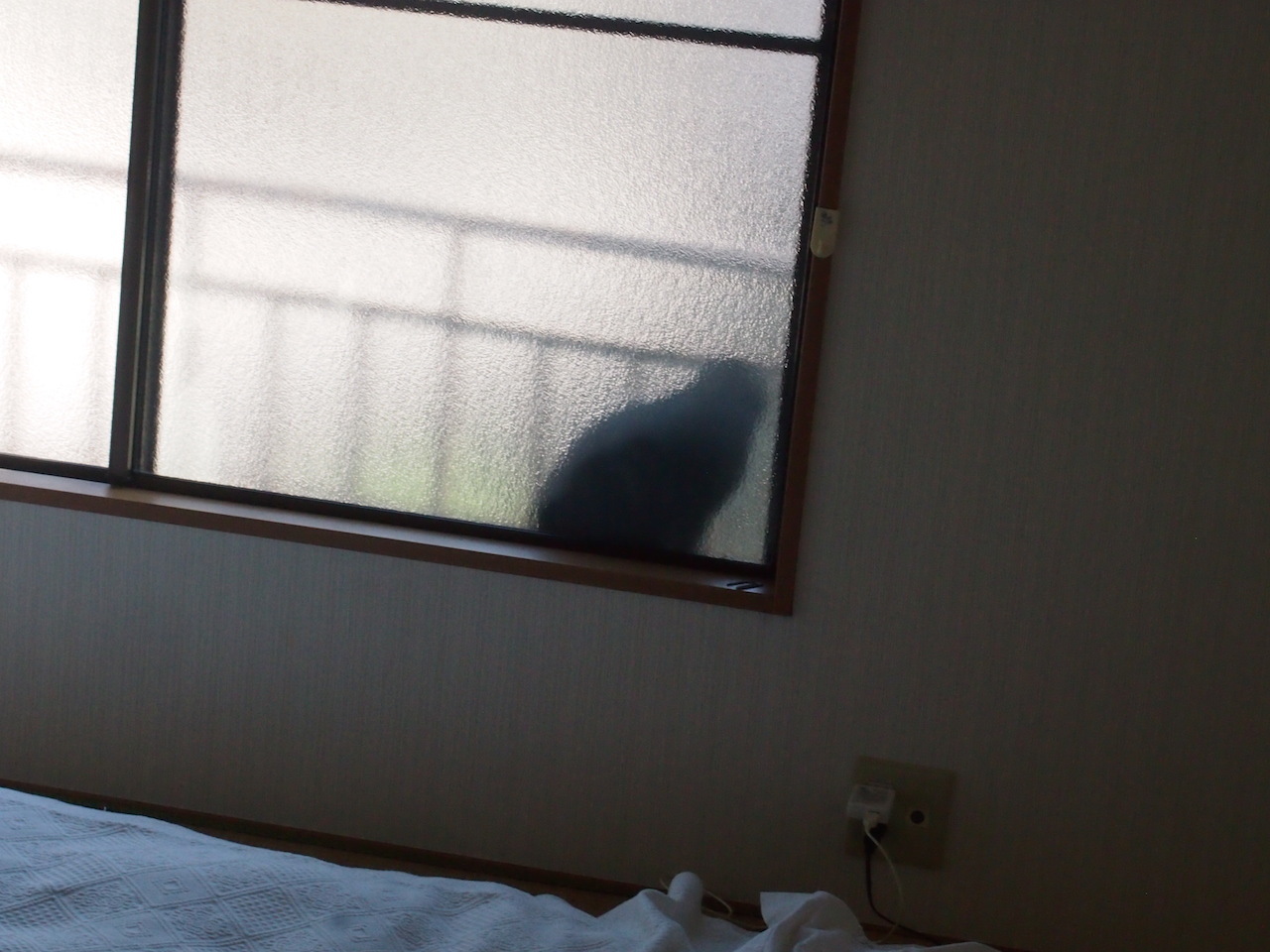 猫の森事件帖・・・その後_b0396150_09161767.jpg