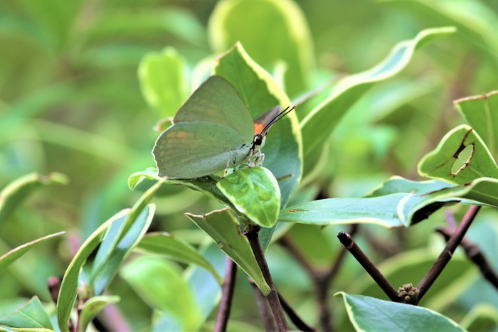 コシアカツバメ_f0106759_645910.jpg