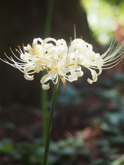 彼岸花を愛でる〜八千代市村上緑地公園_f0233666_14373570.jpg