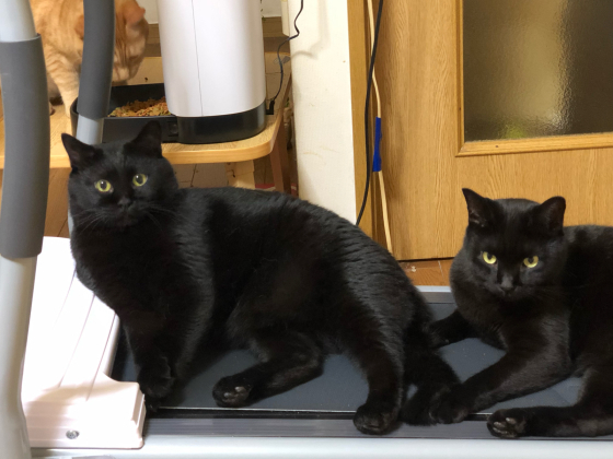 黒猫に占拠される_e0355177_17473138.jpg