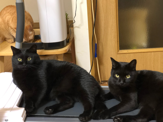 黒猫に占拠される_e0355177_17473196.jpg