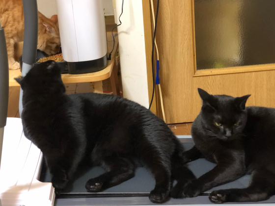 黒猫に占拠される_e0355177_17473308.jpg
