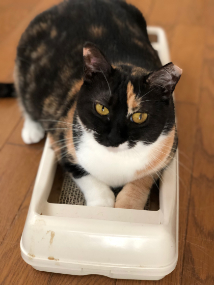 黒猫に占拠される_e0355177_17473577.jpg