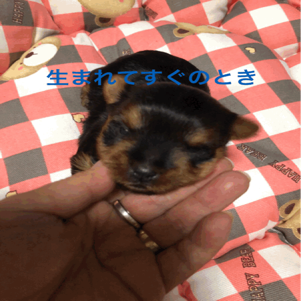 僕シナモン W わたあめblog 僕シナモン W わたあめblog