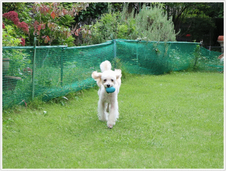 b0175688_00371645.gif
