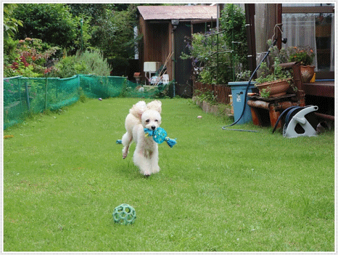 b0175688_00372096.gif