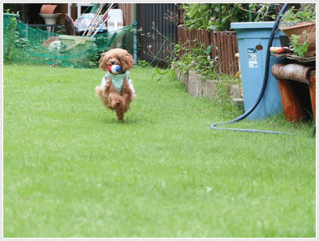 b0175688_00373248.gif