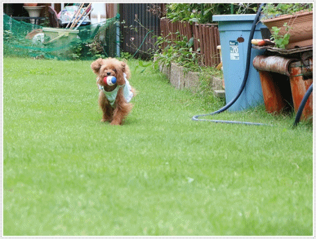 b0175688_00403146.gif