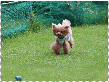 b0175688_00431368.gif