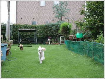 b0175688_20315152.gif