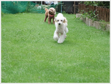 b0175688_20315493.gif