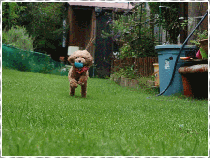 b0175688_20315778.gif