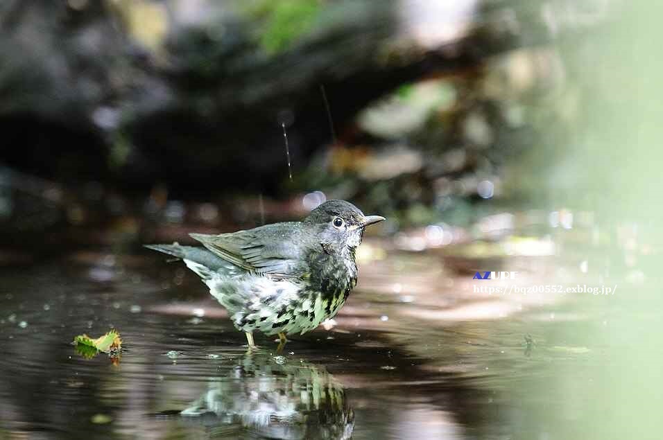 水浴びをするクロツグミ_a0251090_18480119.jpg