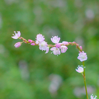 秋の箱根湿生花園_b0145398_23052732.jpg