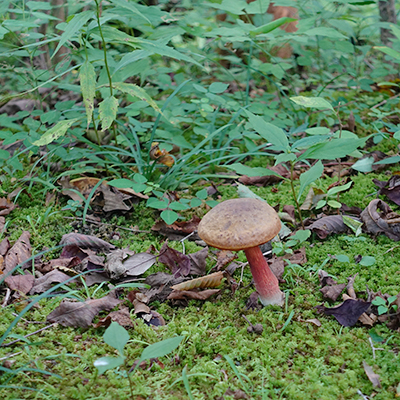 秋の箱根湿生花園_b0145398_23060210.jpg