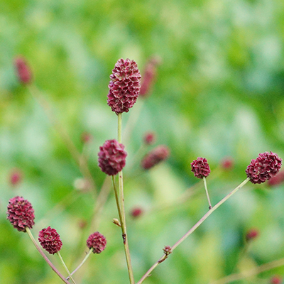秋の箱根湿生花園_b0145398_23061698.jpg