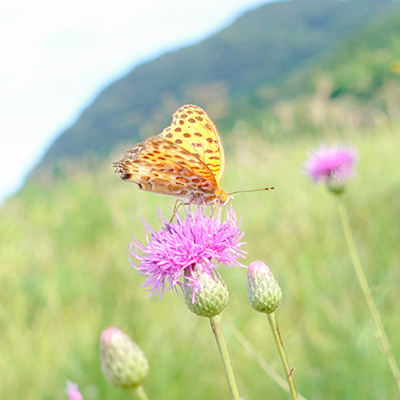 秋の箱根湿生花園_b0145398_23062615.jpg