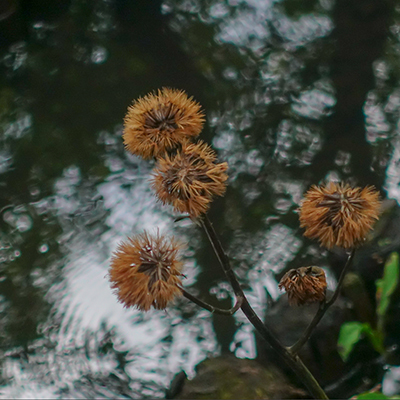 秋の箱根湿生花園_b0145398_23070183.jpg