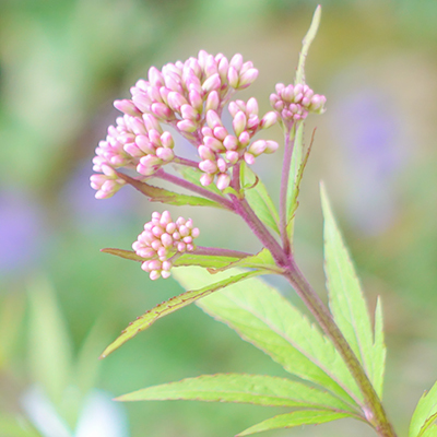 秋の箱根湿生花園_b0145398_23071776.jpg