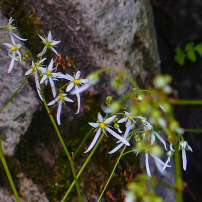 秋の箱根湿生花園_b0145398_23075028.jpg