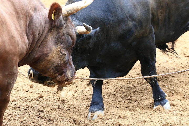 9/22 山古志闘牛 山王-闘龍_b0016600_23335820.jpg
