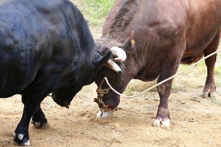 9/22 山古志闘牛 山王-闘龍_b0016600_23422310.jpg