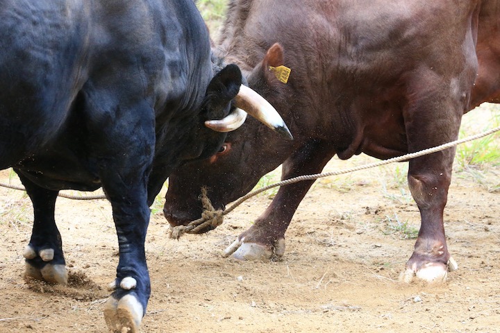 9/22 山古志闘牛 山王-闘龍_b0016600_2343211.jpg
